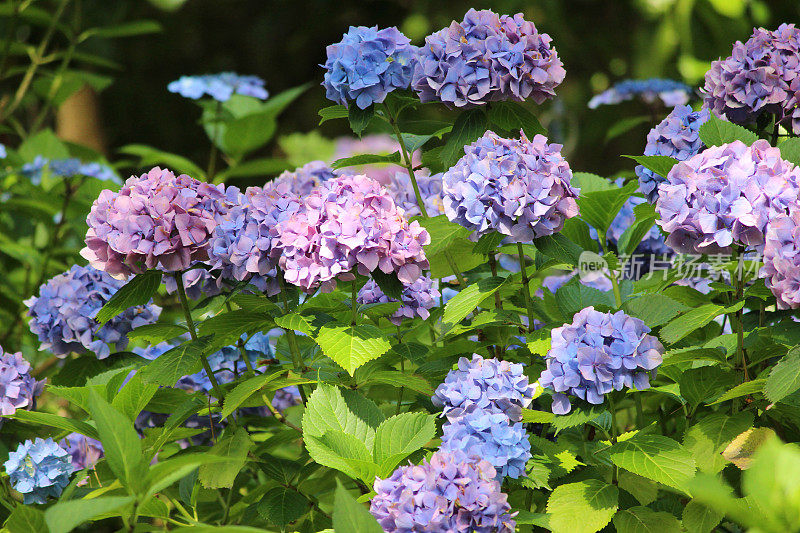 丁香/淡蓝色绣球花，紫色绣球灌木，背阴花园